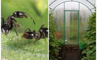Com tractar amb les formigues en els remeis casolans d’hivernacle