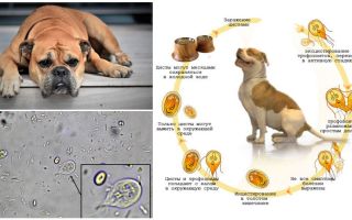 Símptomes i tractament de Giardia en gossos