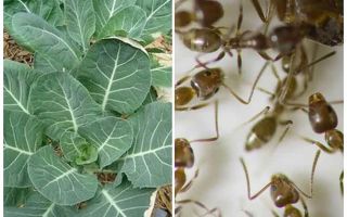 Com estalviar la col de les formigues