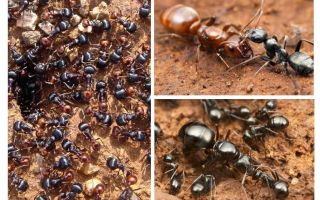 Etapes del desenvolupament de formigues