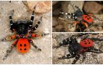 Descripció i fotos de les aranyes a Crimea