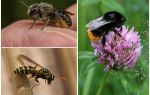 Diferències d’un borinot d’una abella i una vespa