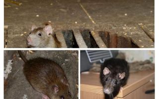 Com agafar una rata a la casa?