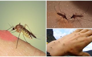 Per què fer mosquits a la natura?