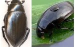 Gran comparació de dues espècies d’escarabats amb flors i amants de l’aigua