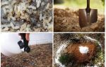 Com treure les formigues dels remeis populars del jardí?