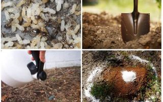 Com treure les formigues dels remeis populars del jardí?