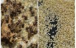 Millet contra les formigues del país