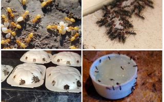 Com desfer-se de les formigues grogues a la casa d'estiu o al jardí