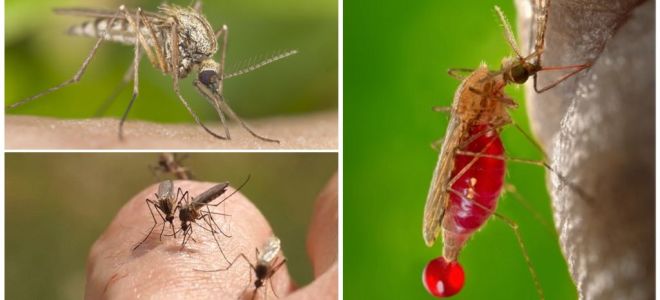 Persones amb què el grup sanguini és el més sovint mossegat pels mosquits