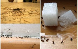 Com treure les formigues d’un apartament a casa