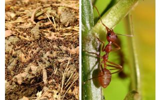 Què és útil les formigues?