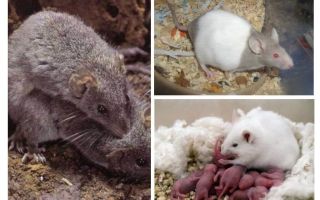 Reproducció de ratolins