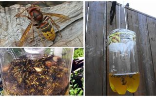 Trampes casolanes per a avispones i vespes