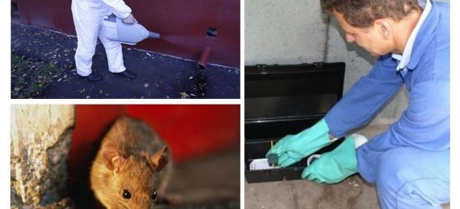 Extermini de rates i ratolins per serveis especialitzats
