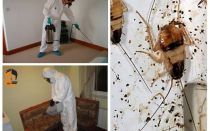Extermini de paneroles a l'apartament