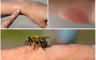 Reacció al·lèrgica a la picada de les abelles, què fer