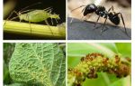 Tipus de formigues i pugons de relació