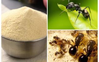 Manka de les formigues del jardí